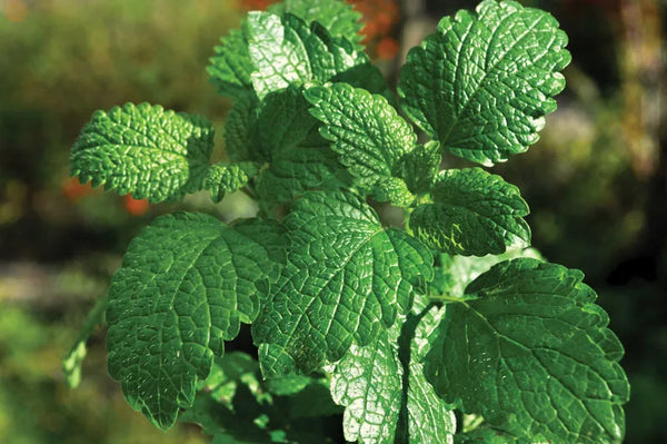 Peppermint Oil