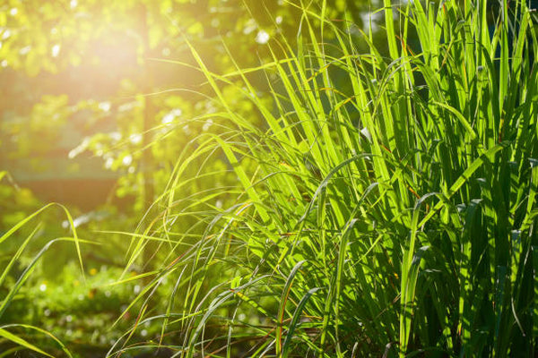 Lemongrass Oil
