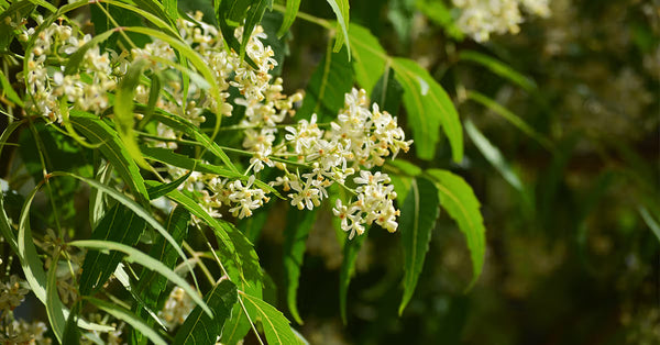 Neem Leaf Powder