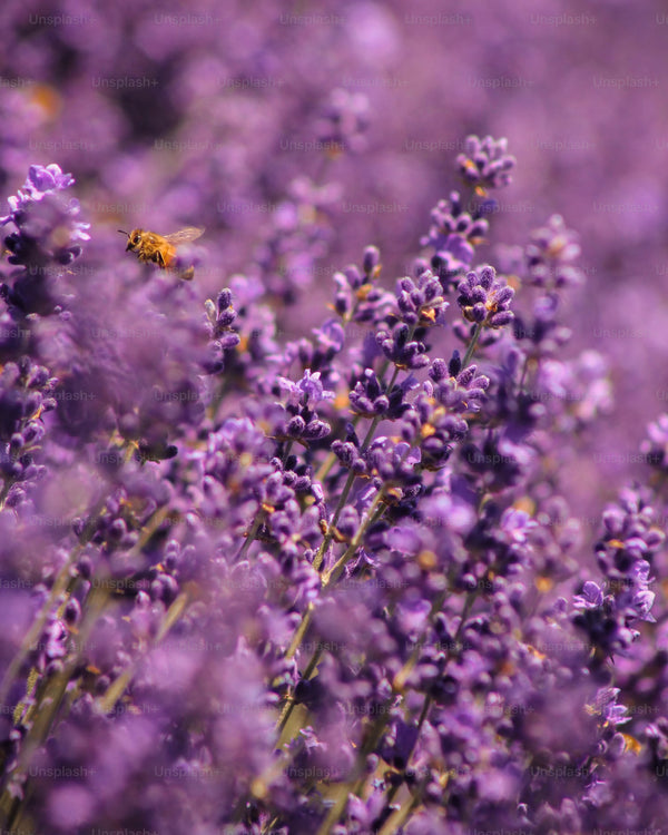 Lavender Oil